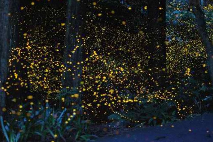 Firefly Watching – PPC BAY