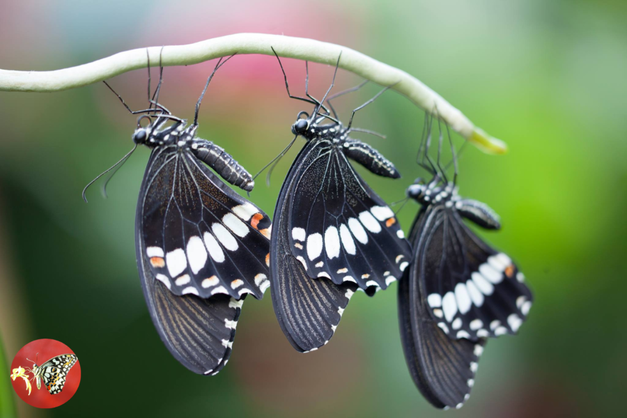 PUERTO PRINCESA CITY TOUR –IN TOWN OFF TOWN- SUPER PREMIUM