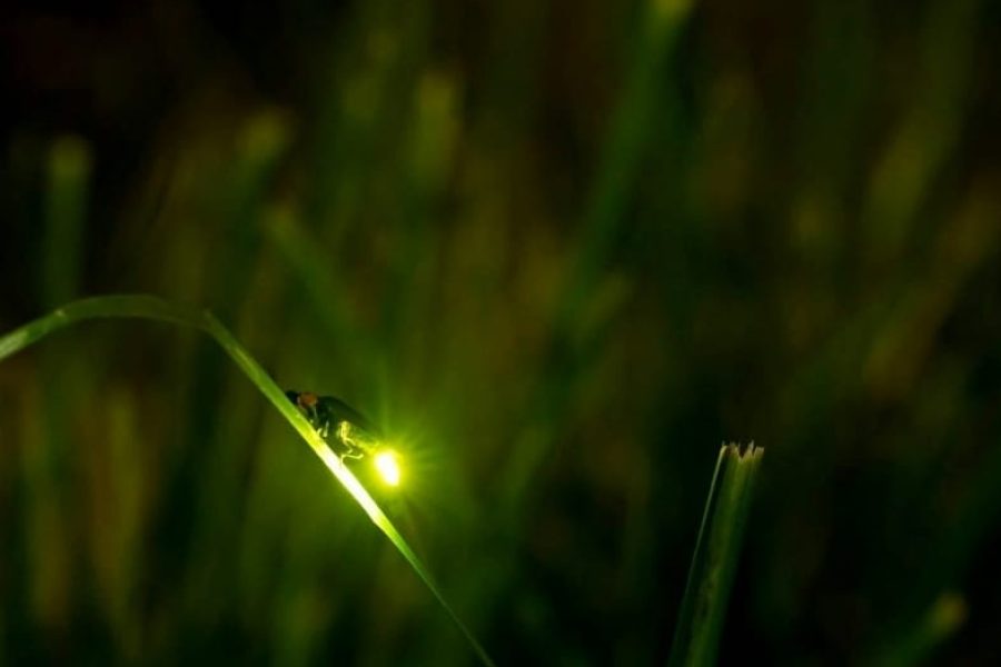 FIREFLY WATCHING – IWAHIG